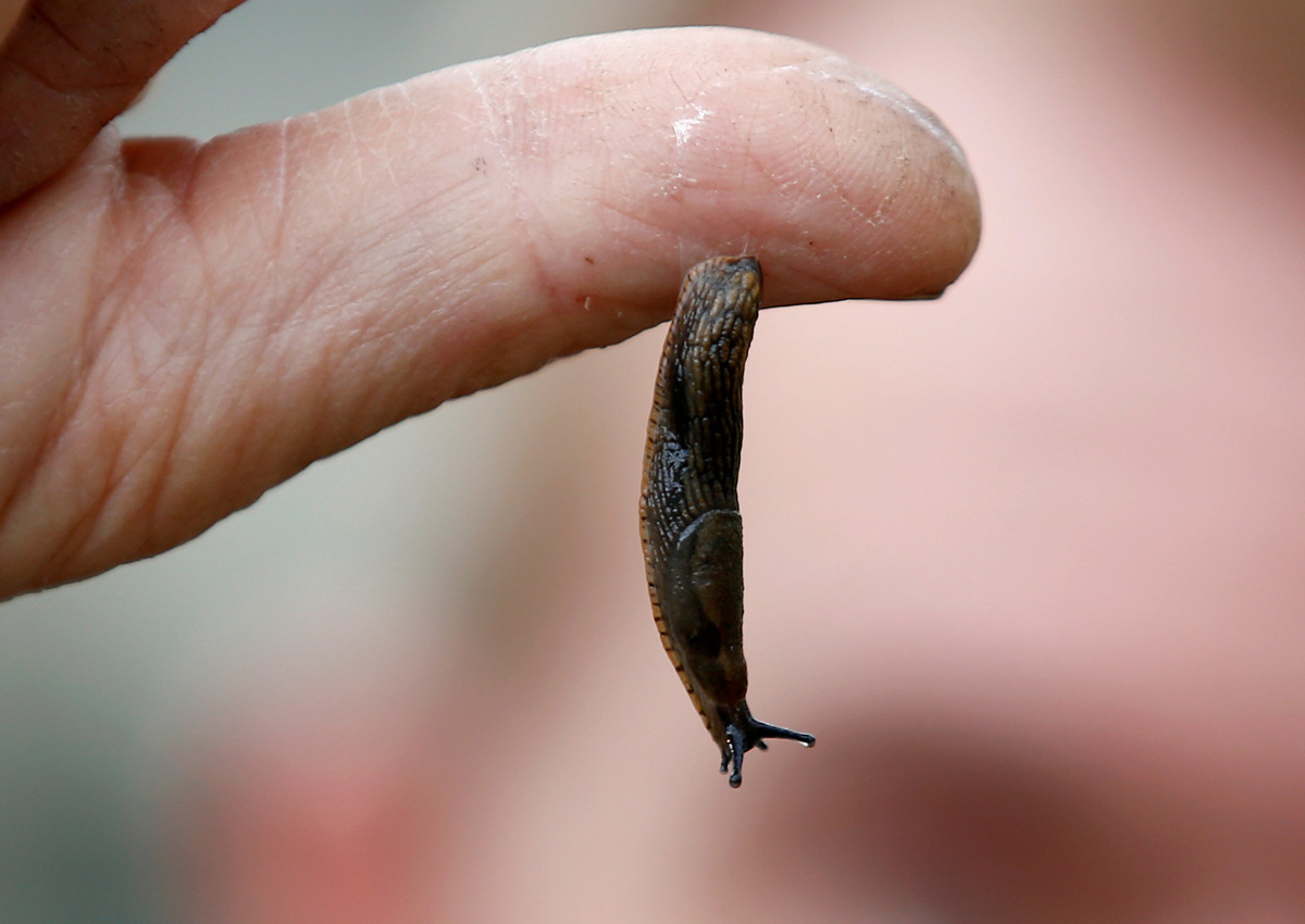 Slug slime inspires new kind of surgical glue