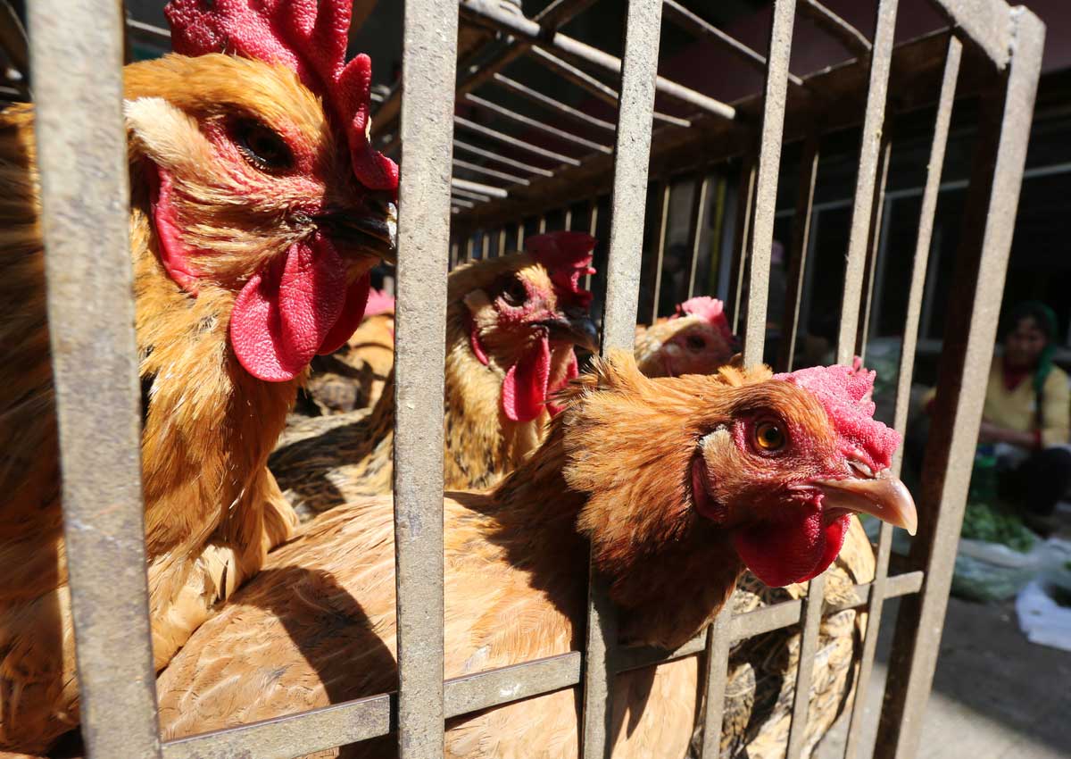 Philippines reports first avian flu outbreak, to cull 400,000 birds
