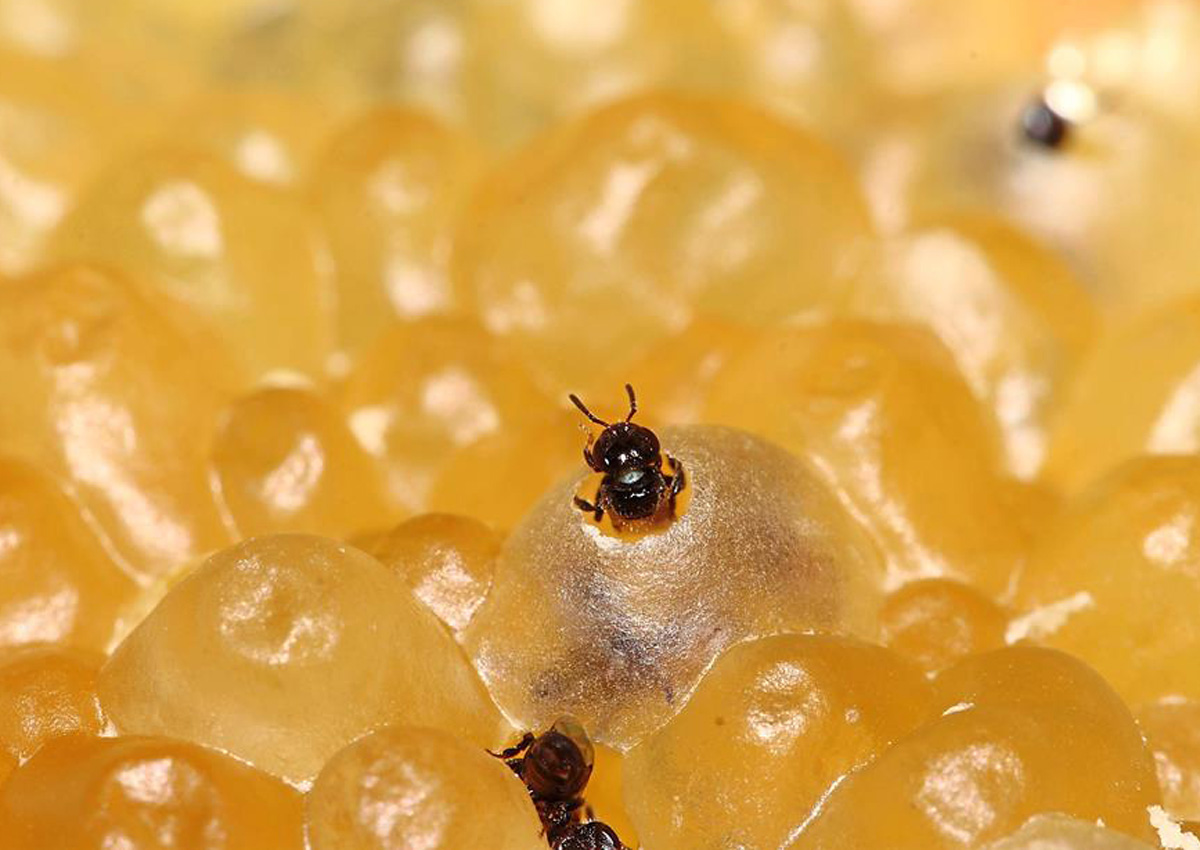 A potential treasure trove is found in Malaysia's stingless bees