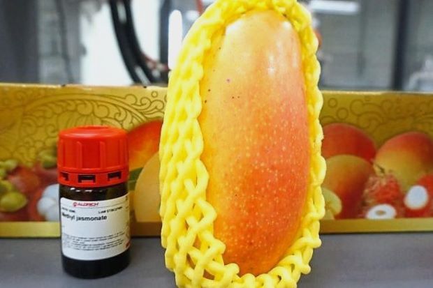 Anti-cancer mango unveiled