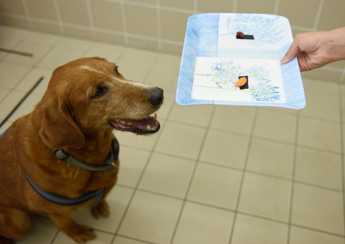 Research on dogs might shed light on human responses to food: study